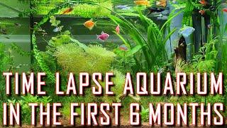 Time lapse aquarium in the first 6 months