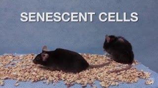 Mayo Clinic Minute: Senescent Cells Study