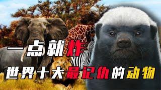 最記仇的十種動物，大象也上榜，惹到黃鼠狼可能真的會給你拜年