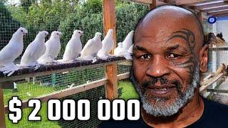 Майк Тайсон дал $2,000,000 голубям! Двухчубые голуби. Tauben. Pigeons. Palomas. Pombos. 비둘기.