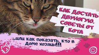 Вредные советы от кота: как достать двуногих Приколы с котами Смешные коты Смешные животные