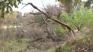 Firefighters rescue German Shepherd stuck in a tree after chasing a cat