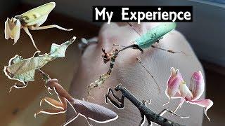 All Praying Mantis Species I Ever Owned! (+ Facts)