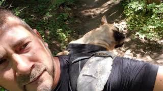 French bulldog falls asleep in backpack hiking Emery