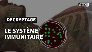 Le système immunitaire, défense naturelle de l'organisme | AFP Animé