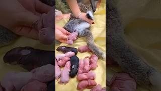 Rabbit growth - White & Black rabbit | Baby Bunny 1 To 16 Days