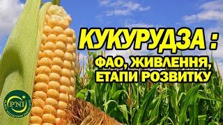 Вирощування кукурудзи: вибір гібриду, основи живлення, етапи розвитку