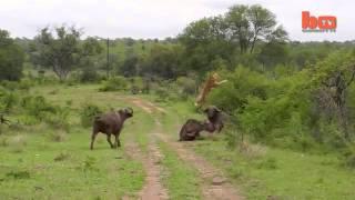 Flying Lion Buffalo Launches Predator Into The Air Low