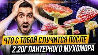 Пантерный Мухомор  Трип репорт