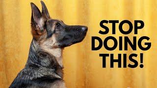 5 Ways You Are Hurting Your German Shepherd Without Realizing