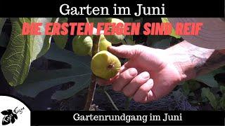 Garten im Juni  | erste Feige reif, Tomaten, Gurken, Rankgerüste und vieles mehr....