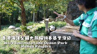 香港海洋公園大熊貓護理員學習記  | iPanda熊貓頻道