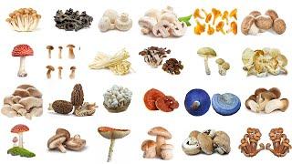 Mushroom || Mushrooms Name in English in English with pictures || Types of Mushroom