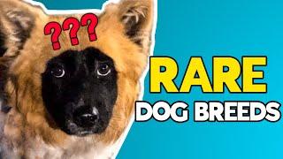 RARE Dog Breeds You Haven't Heard Before | AKC Meet the Breeds 2023