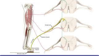 Detailed Animation on Flexor Reflex