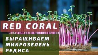 Редис Red Coral на кокосовом субстрате. Выращиваем микрозелень