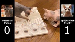 Peterbald Cat vs Sphynxiebob Cat : Let's Fight!!