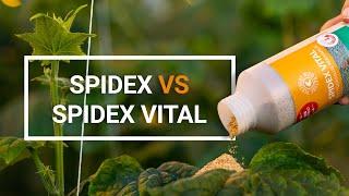 Spidex vs Spidex Vital | new composition of Phytoseiulus persimilis | spider mite control