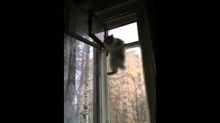 Viral Video UK: Cat gets stuck in window