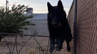 Black German Shepherd DDR best Exercise to build Muscles, Cardio and High Resistance