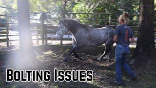 Bolting Issues w/a Wild Mustang  | Salt Wells Creek 2024