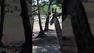 woman calling giraffe || AnimalLovers || #AnimalLovers #giraffe #shorts