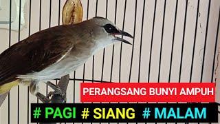 PERANGSANG BUNYI AMPUH pancingan burung trucukan GACOR PALING dicari