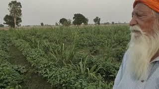 Model Organic Multi-Cropping Farming in Punjab on Goraya Farm