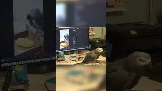 Einstein's video editing tutorial #videoediting #videoeditingtutorial #parrot #takingparrot #shorts