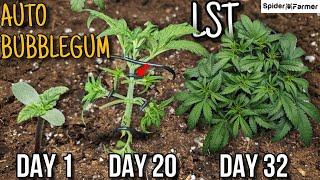 How I Grow E4- Bubblegum Auto - LST, Defoliation, Watering, Light - Spiderfarmer SF4000