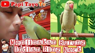 Menjinakan Burung Indian Ring Neck ( IRN )