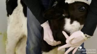 Calf Management Tips: Intravenous Injections