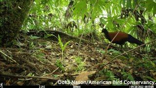 Black-naped pheasant-pigeon sighted in PNG for first time in 140 years