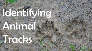 Identifying Animal Tracks