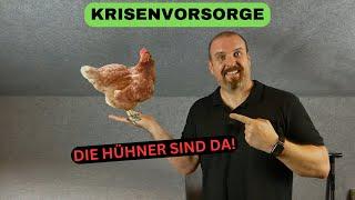 Krisenvorsorge - Jetzt kommt Leben in die Sache - Die Hühner sind da! 