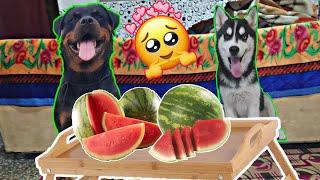 My Dogs Love watermelon || Rottweiler vs Husky || Dog Can Talk Part 26 || Review reloaded || Roxy