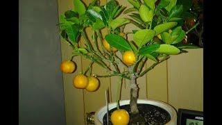 Мандариновое дерево в домашних условиях из косточки 2. Mandarin tree 2