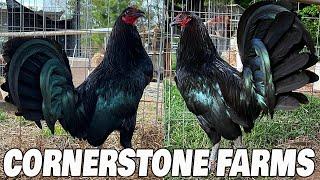 Best Farm in Alabama CornerStone Farms USA Visit