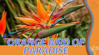 ORANGE BIRD OF PARADISE Information and Growing Tips! (Strelitzia reginae)