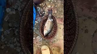 Fish.#food #viralvideo #shortvideo #shortsviral #trending #shorts #viralshorts #yk entertainment.