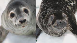 Marine Mammals of Maine to release two seals, including one that led police on wild chase