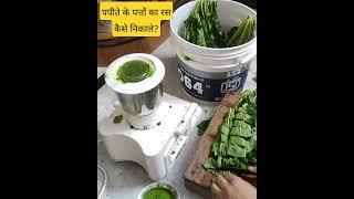 पपीता के पत्तों का रस कैसे निकाले, papite ke patton ka ras kaise nikale, Make juice of papaya leaves