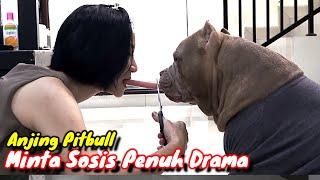 PENUH DRAMA ! Anjing Pitbull Pura Pura Ngambek Biar Dapat Sosis | Anjing Lucu #hewiepitbull