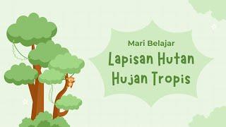 4 Lapisan Hutan Hujan Tropis dan Penjelasannya #lapisan #hutan #hutanhujantropis