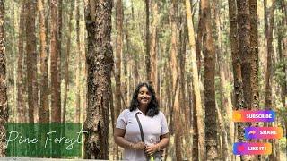 pine tree forest palani hills | dindigul district kodaikanal | tamil nadu tourist places to visit
