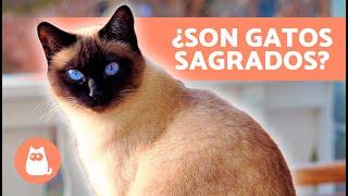 10 CURIOSIDADES sobre los GATOS SIAMESES  ¡Descúbrelas!