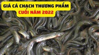 Giá Cá Chạch Thương Phẩm Cuối Năm 2022 - Trại Giống Đông Sơn