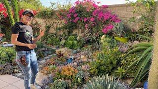 A Walkabout Wednesday in my Mid October Succulent Garden