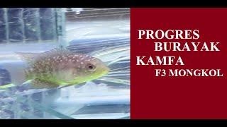 PROGRES BURAYAK LOUHAN KAMFA F3