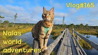 Nala exploring the Great Kemeri Bog Boardwalk  Vlog #165